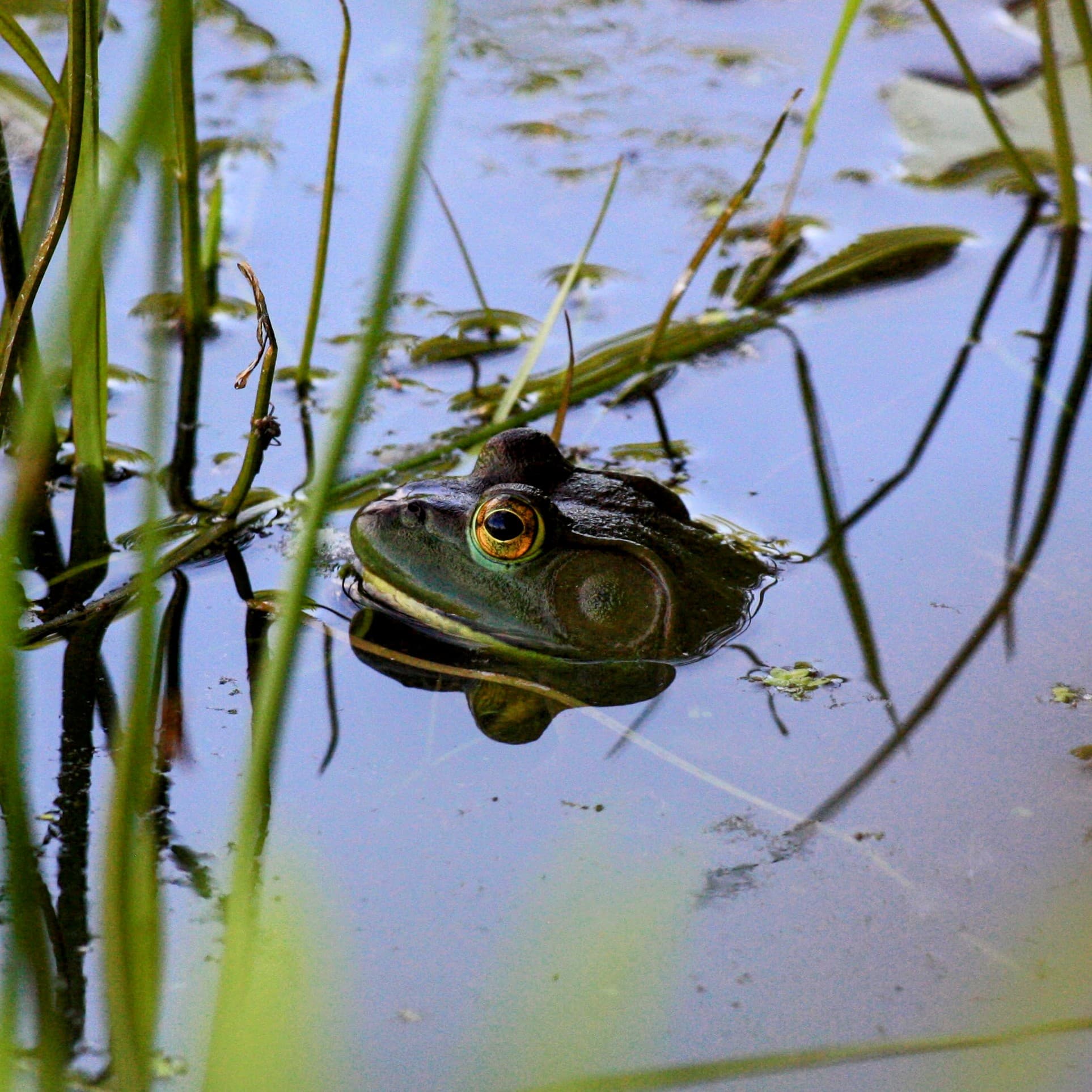 Grenouille Grenouille